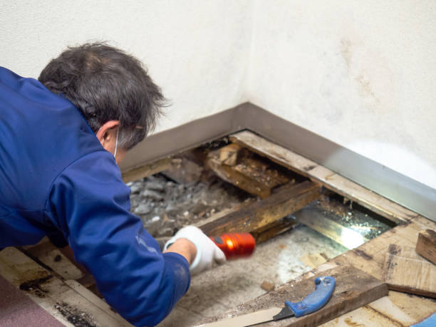 Best Mold Cleaning Services  in Norman Park, GA