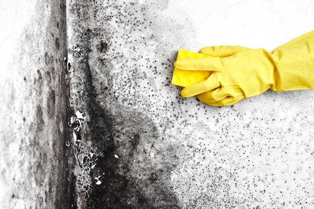 Best Residential Mold Removal  in Norman Park, GA