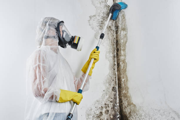 Best Crawl Space Mold Removal  in Norman Park, GA