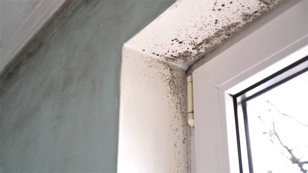Best Certified Mold Removal  in Norman Park, GA