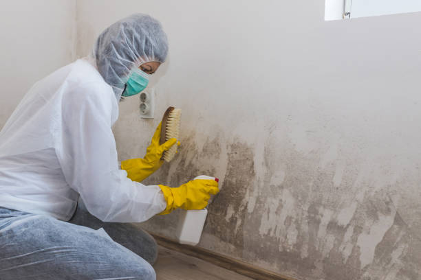 Best Mold Cleaning Services  in Norman Park, GA