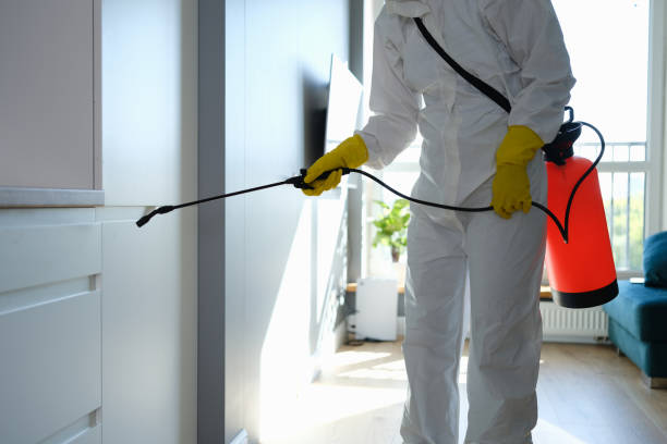 Best Mold Damage Repair  in Norman Park, GA