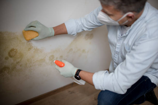 Best Mold Removal Specialists  in Norman Park, GA
