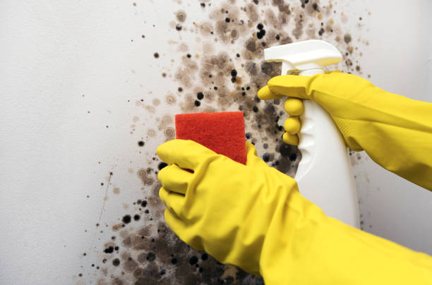 Best Home Mold Removal  in Norman Park, GA