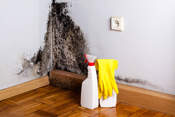 Best Attic Mold Removal  in Norman Park, GA