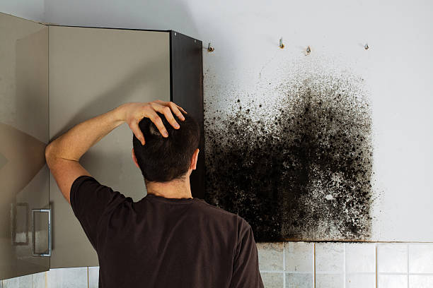 Best Mold Removal and Inspection  in Norman Park, GA