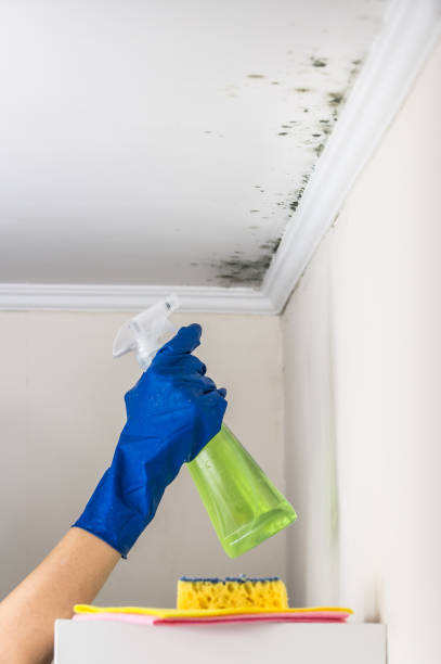 Trusted Norman Park, GA Mold Removal Experts