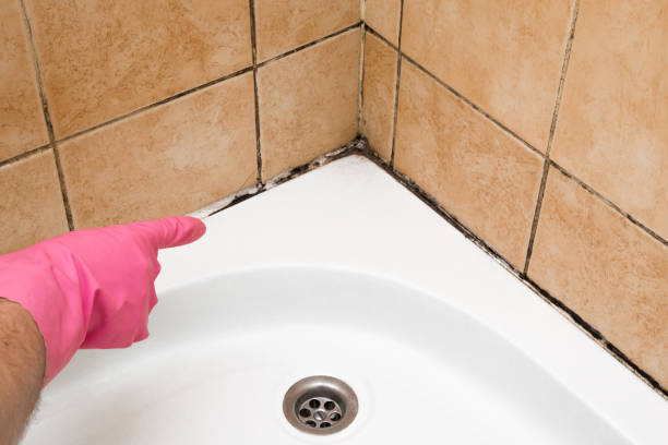 Best Certified Mold Removal  in Norman Park, GA